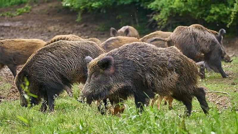 State Machinery Has Completely Failed : Kerala High Court Permits Farmers To Hunt Wild Boars Attacking Agricultural Lands - bsb