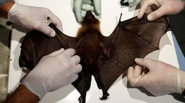 Wuhan lab had 3 live bats but none matched COVID-19: Report Wuhan lab had 3 live bats but none matched COVID-19: Report
