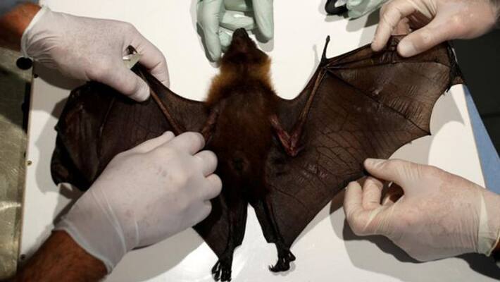 Wuhan lab had 3 live bats but none matched COVID-19: Report Wuhan lab had 3 live bats but none matched COVID-19: Report