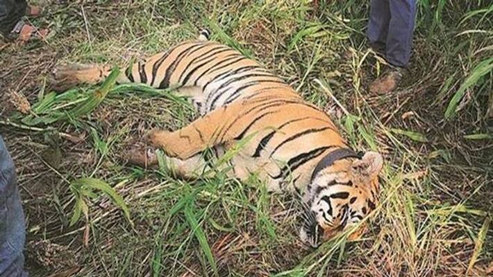 Tiger Found Dead at Bandipura Forest in Chamarajanagar grg Tiger Found Dead at Bandipura Forest in Chamarajanagar grg