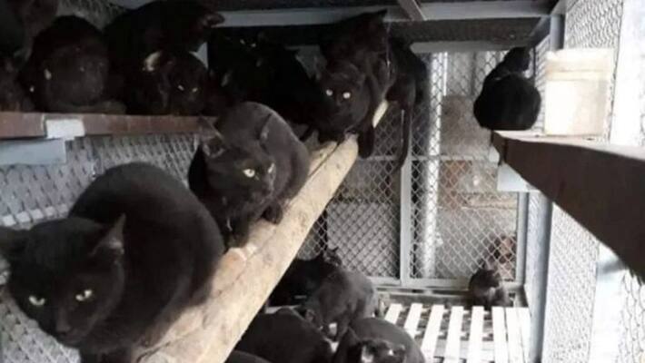 black cat sealing Vietnam non veg market -again world is threat black cat sealing Vietnam non veg market -again world is threat