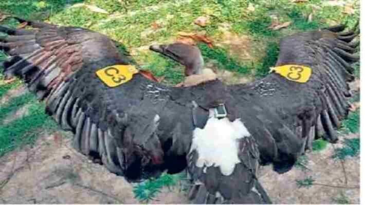 a vulture implanted with GPS and chip found at bihar up border pra a vulture implanted with GPS and chip found at bihar up border pra