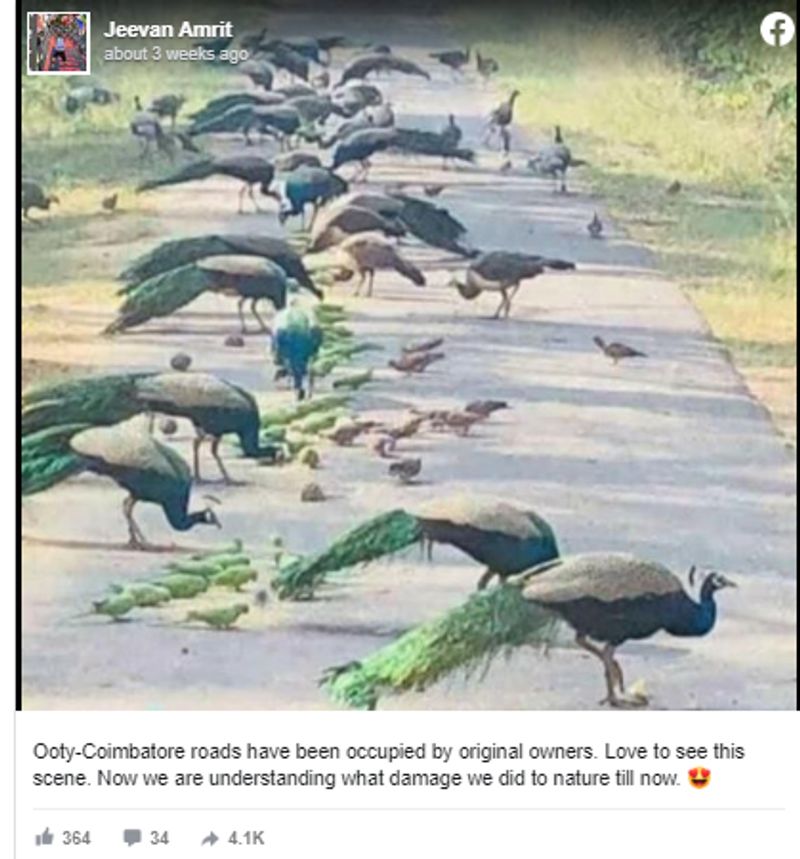 Facing continuous problem in the house then use peacock feathers according to astrology BDD