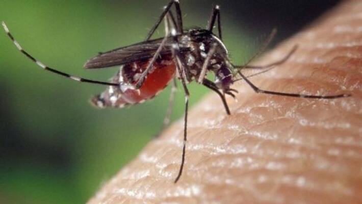 World Malaria Day check these symptoms World Malaria Day check these symptoms