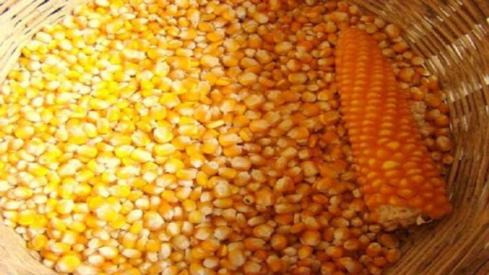 Export of Maize from Koppal Due to Huge demand in International Market grg Export of Maize from Koppal Due to Huge demand in International Market grg