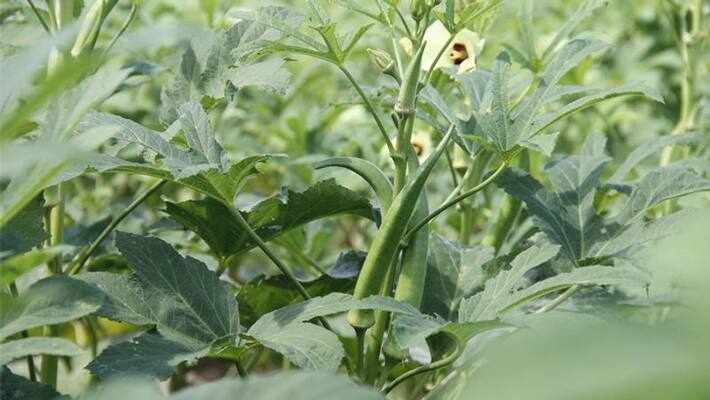 Okra Cultivation in our kitchen garden Okra Cultivation in our kitchen garden