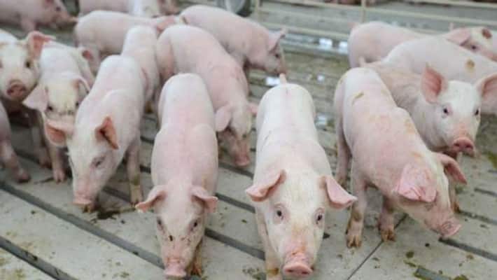 after corona mysterious virus in assam, 1950 pigs die KPP after corona mysterious virus in assam, 1950 pigs die KPP