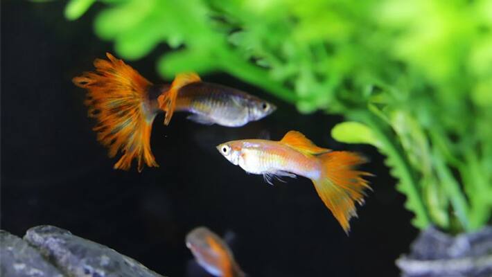 ornamental fish business ornamental fish business