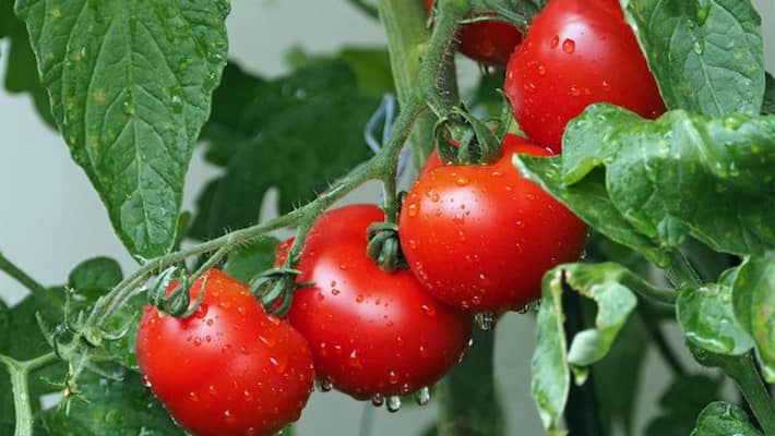 off season tomato cultivation off season tomato cultivation