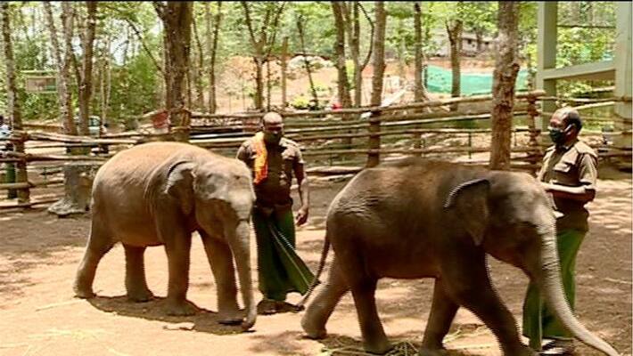 special care to elephants in kottoor elephant center special care to elephants in kottoor elephant center