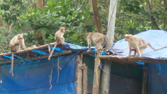 monkeys attacked shops in munnar due to starvation monkeys attacked shops in munnar due to starvation