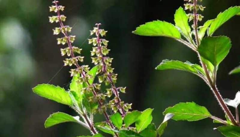 Native to India Tulasi has a lot of medicinal properties But why shouldn't one chew it