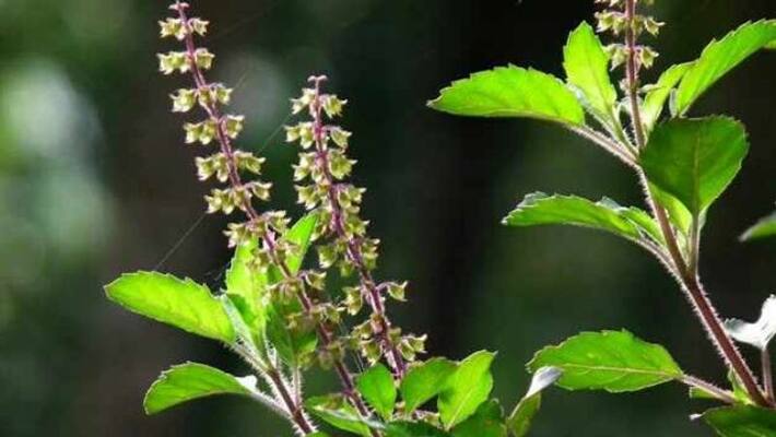 Significance of Tulasi Dwadasi Significance of Tulasi Dwadasi