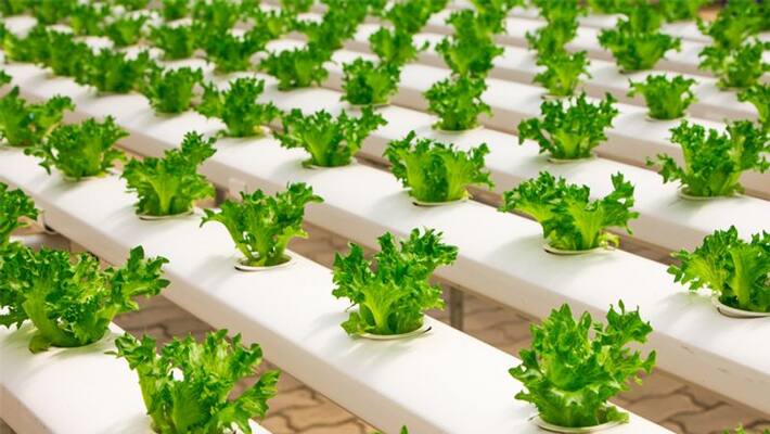 Is hydroponics farming profitable? Is hydroponics farming profitable?