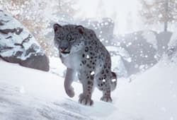 Risking his own life, how a 42-year old has rescued 47 snow leopards
