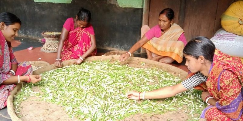 রাজ্য সরকারের সেরিকালচার দপ্তর থেকে পলু পোকা কেনেন রেশমগুটি শিল্পীরা। এরপর বড় একটি ডালায় ছড়িয়ে দেওয়া হয় পলু পোকা ও তুঁতপাতা।