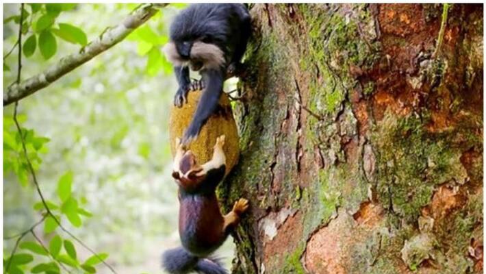 lion tailed macaques use Malabar giant squirrels to identify ripe fruit later slaps on face lion tailed macaques use Malabar giant squirrels to identify ripe fruit later slaps on face