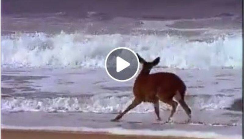 video of the deer on beach not from India