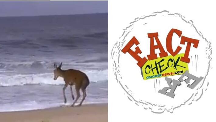 video of the deer on beach not from India video of the deer on beach not from India