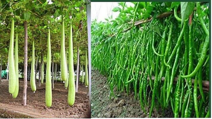This UP's farmer is amazing in lockdown, 20 quintal reached seven seas asa This UP's farmer is amazing in lockdown, 20 quintal reached seven seas asa