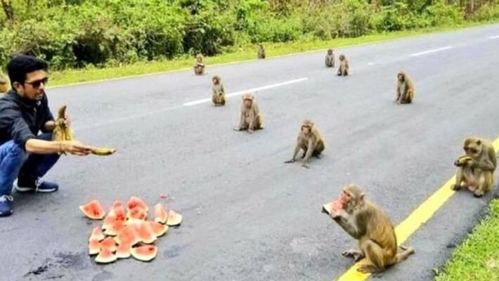 Monkeys teach social distancing lesson Monkeys teach social distancing lesson