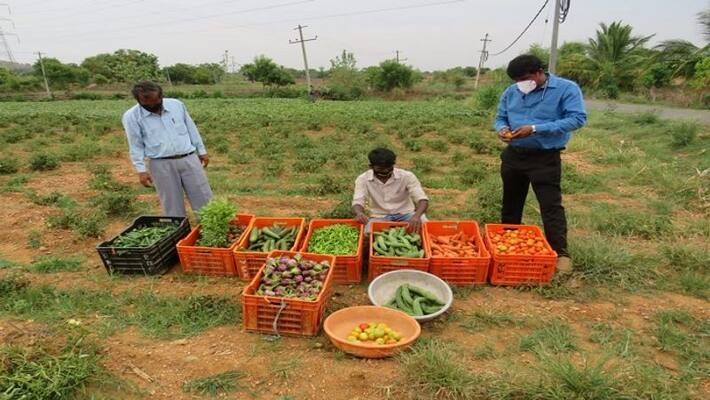 Farmer got Profit from vegetable sales in Haveri District during LockDown Farmer got Profit from vegetable sales in Haveri District during LockDown