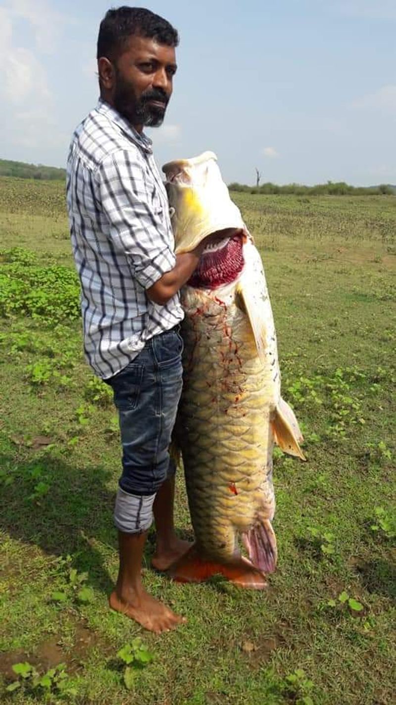Photo gallery of big fish caught in harangi back water