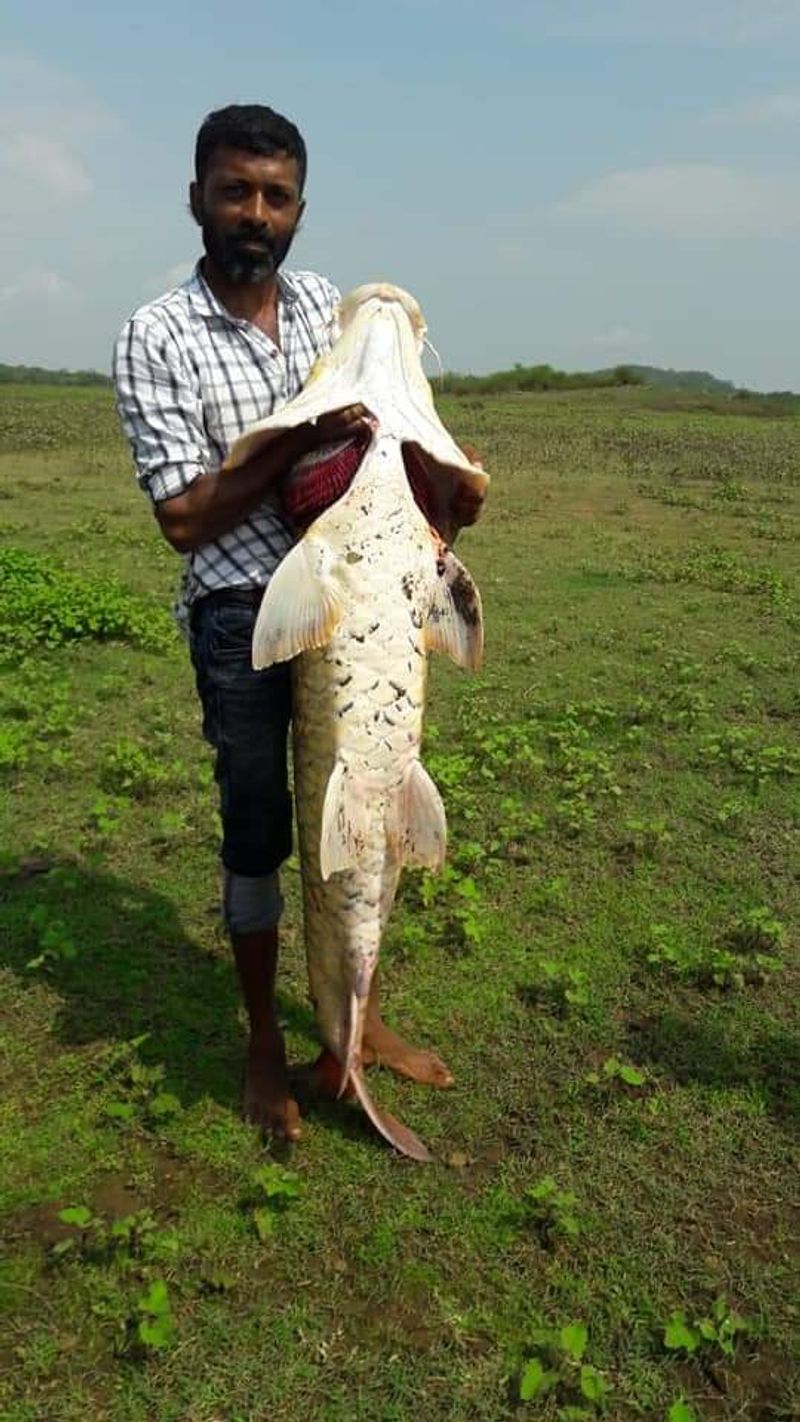 Photo gallery of big fish caught in harangi back water