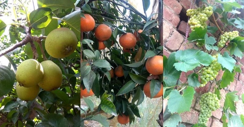 മെഹക്ദീപ് കൃഷിയില് നിന്ന് പഠിച്ച പാഠങ്ങളെല്ലാം കുടുംബപരമായി കിട്ടിയതു തന്നെ. സാമൂഹിക മാധ്യമങ്ങളും കൂട്ടിനെത്തി. ' ഞാന് സ്ഥിരമായി ഓണ്ലൈന് മാധ്യമങ്ങള് ശ്രദ്ധിക്കാറുണ്ട്. യൂട്യൂബില് ആളുകള് എന്തൊക്കെ കൃഷിരീതികളാണ് വിജയകരമായ വിളവെടുപ്പിനായി അനുവര്ത്തിക്കുന്നതെന്ന് നമസിലാക്കി' പ്രാദേശിക എന്.ജി.ഒ ആയ ഖേതി വിരാസത് മിഷന് വളരെയേറെ സഹായകമായിരുന്നുവെന്ന് മെഹക്ദീപ പറയുന്നു. ഇവര് നല്കിയ യുട്യൂബ് വീഡിയോ വഴി ഒട്ടേറെ കൃഷിപാഠങ്ങള് പഠിച്ചു. ഈ വീഡിയോകള് മുഖേനയും കര്ഷകരോട് സംസാരിച്ചും മെഹക്ദീപ് വിലയേറിയ കൃഷിരീതികള് പഠിച്ചെടുത്തു.