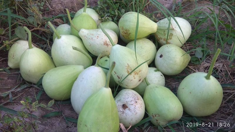 'ഏറ്റവും പ്രധാനപ്പെട്ടത് യഥാര്ഥ സീസണില്ത്തന്നെ വിത്ത് വിതയ്ക്കണമെന്നതാണ്. തക്കാളി കൃഷി മാര്ച്ചിനും ജൂണിനുമിടയില്ത്തന്നെ ചെയ്യണം. പഞ്ചാബില് ഉരുളക്കിഴങ്ങ് നടുന്നത് ഒക്ടോബര് ആദ്യവാരത്തിലാണ്' മെഹക്ദീപ് കൃഷിയുടെ പ്രാധാന്യം വ്യക്തമാക്കുന്നു. ചില കാര്യങ്ങള് കൃഷി ചെയ്യുമ്പോള് നമ്മള് മനസിലാക്കിവെക്കണമെന്ന് ഓര്മിപ്പിക്കുകയാണ് ഇദ്ദേഹം. വിളകള് ഓരോ വരിയിലും വടക്കും തെക്കും ഭാഗത്തേക്കായാണ് നടേണ്ടത്. ഓരോ വരിയും തമ്മില് രണ്ട് അടി അകലമുണ്ടായിരിക്കണം.'ചാണകവും ഗോമൂത്രവും ചേര്ന്ന മിശ്രിതമാണ് മണ്ണ് പോഷകമൂല്യമുള്ളതാക്കാന് ഉപയോഗിക്കുന്നത്. എയറോബികും അനെയ്റോബിക്കുമായ ബാക്റ്റീരിയകള് നൈട്രജന് സ്ഥിരീകരണത്തിനായി ഉപയോഗിക്കുന്നു. ഉണങ്ങിയ ഇലകളും പുല്ലുകളും ഉപയോഗിച്ച് പുതയിടാനും മറക്കുന്നില്ല. മണ്ണിലെ ഈര്പ്പം നിലനിര്ത്താനും കളകളെ പ്രതിരോധിക്കാനും ഇത് സഹായിക്കും.