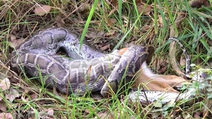 video in which python swallows a deer video in which python swallows a deer