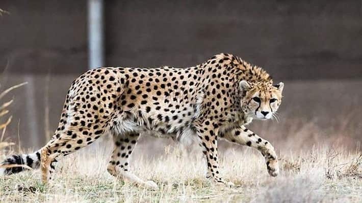 Pet dogs disappears in madikeri people fear cheetah Pet dogs disappears in madikeri people fear cheetah