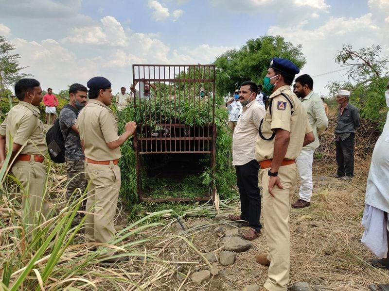 ಕಬ್ಬಿನ ಗದ್ದೆಯಲ್ಲಿ ಅವಿತುಕೊಂಡಿರುವ ಚಿರತೆ ಪತ್ತೆಗಾಗಿ ಡ್ರೋಣ್ ಕ್ಯಾಮೆರಾ ಬಳಕೆ 
