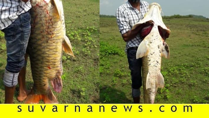 Fisheries department issues notice to people who ate Mahseer fish in Madikeri Fisheries department issues notice to people who ate Mahseer fish in Madikeri
