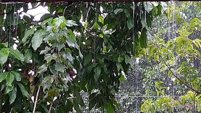 ಹಲವು ಮರಗಳು, ವಿದ್ಯುತ್ ಕಂಬಗಳು ಧರಾಶಾಹಿಯಾಗಿದೆ. ಪುತ್ತೂರು, ಸುಳ್ಯ ತಾಲೂಕುಗಳಲ್ಲಿ ಸುರಿದ ಭಾರಿ ಮಳೆಗೆ ಹಲವೆಡೆ ವಿದ್ಯುತ್ ಸಂಪರ್ಕ ಕಡಿತಗೊಂಡಿದೆ.