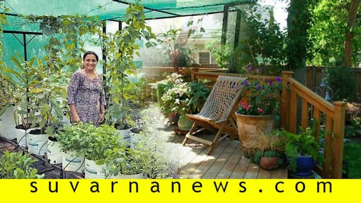 How to take care of indoor plants during summer How to take care of indoor plants during summer