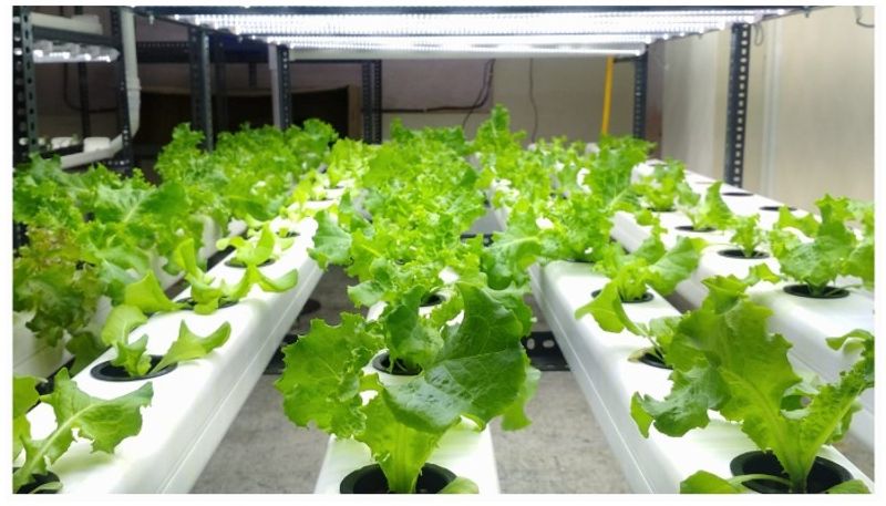 Man Shuns USD 100000 Job In USA To To Start Farming In India BSS