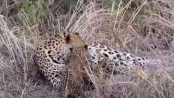 leopard again appers near agriculture university in rajendra nagar leopard again appers near agriculture university in rajendra nagar