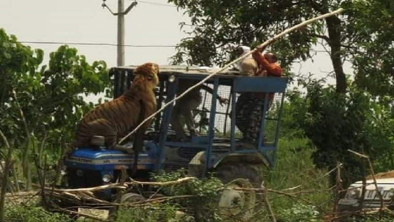 the tiger jumped on the tractor, driver saved himself