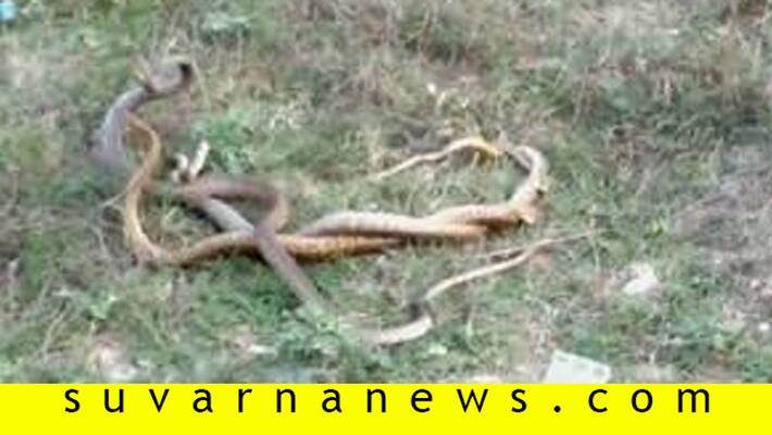 Three Snakes Mating in Hassan Three Snakes Mating in Hassan