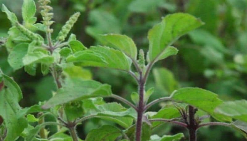 Health Tips, these are immunity boosting super foods, include them in your diet now to stay fit