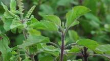 Benefits of keeping basil leaves under the pillow ram