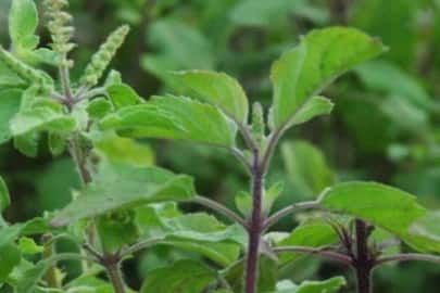 Benefits of keeping basil leaves under the pillow ram