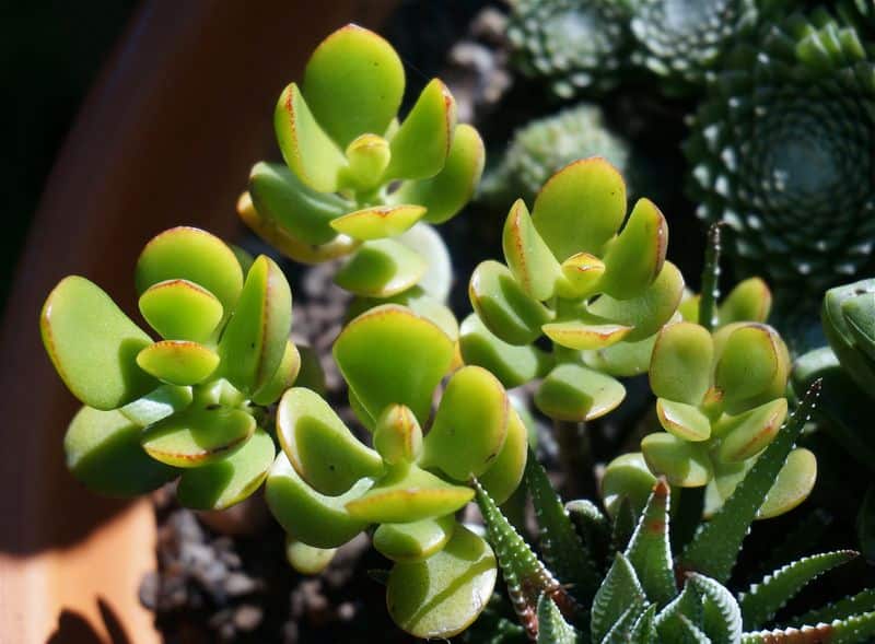 about jade plant