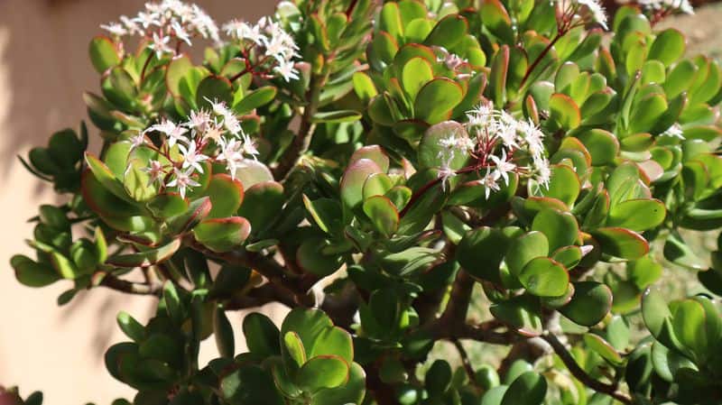 about jade plant