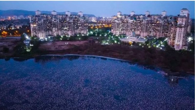 <p>Thousands of the birds have descended upon the nation’s largest city Mumbai in recent weeks, with many congregating in urban areas usually trafficked by humans.</p>