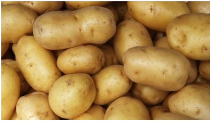 Sprouted potato is bad for health