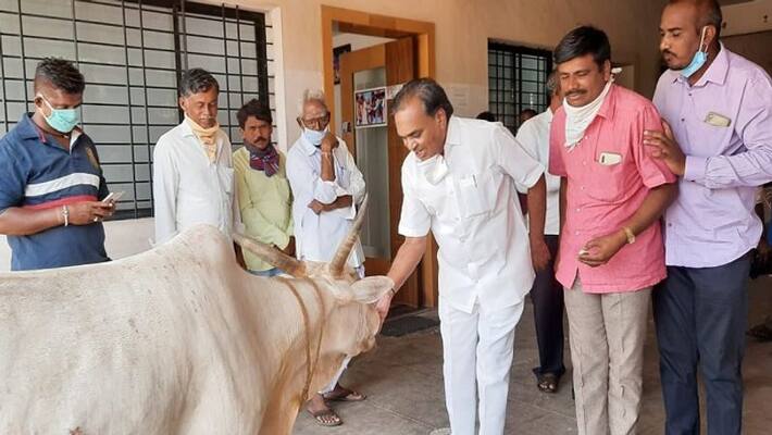 Ganagvati MLA Paranna Munavalli Celebrate His Birthday Pooja to Cow Ganagvati MLA Paranna Munavalli Celebrate His Birthday Pooja to Cow