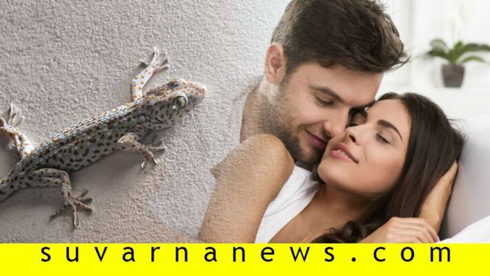 Lizards believed to improve sexual performance Fact Check Lizards believed to improve sexual performance Fact Check