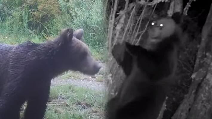 First brown bear spotted first time in 150 years in national park of Spain First brown bear spotted first time in 150 years in national park of Spain
